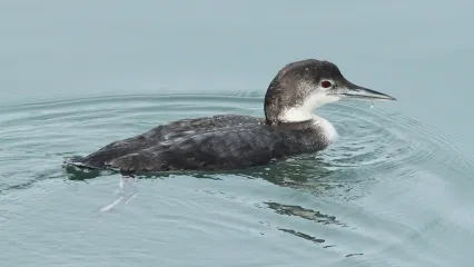A long, dark bird with a white throat and breast swims in the water. 
