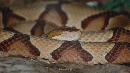 Copperhead snake at OKC Zoo.  Photo by Jennifer Benge