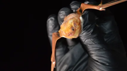 Eastern Red Bat from Ozark Plateau National Wildlife Refuge.  Photo by Jena Donnell