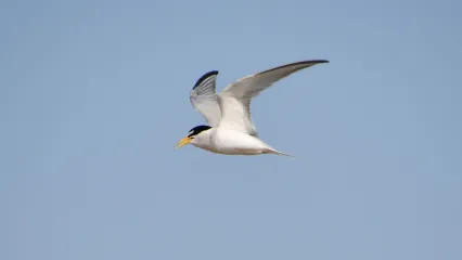 Interior Least Tern.  Photo by Jena Donnell