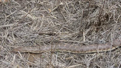 Kansas Glossy Snake.  Photo by Mark Howery.