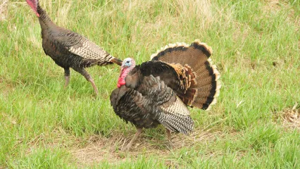 Merriam's Turkey (Jake). Photo by Tom Koerner/USFWS