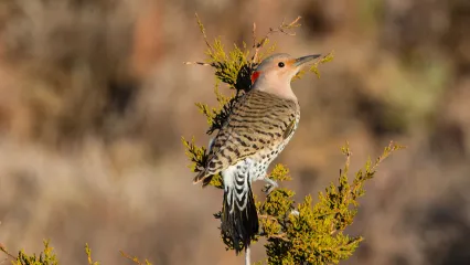 Northern Flicker.  Photo by Barry Bolton