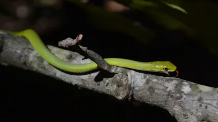 Rough Greensnake.  Photo by George Zimmer/RPS 2020