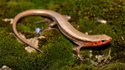 A light bronze skink with an orangish red throat. 