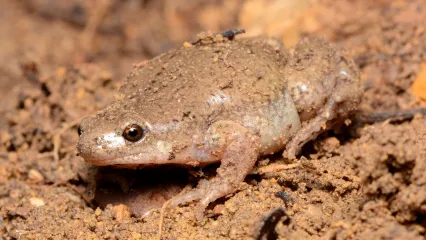 A tan frog with a pointed snout is partially covered in sandy soil. 