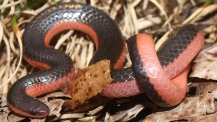 Western Wormsnake.  Photo by Andrew Hoffman/Flickr.com