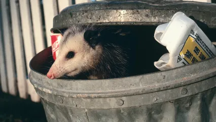 A Virginia opossum in a trash ca.