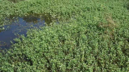 photo of an Alligator Weed infestation