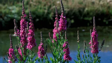 Close up of purple loosestrife