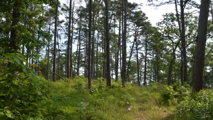 Pine trees are scattered next to a trail.