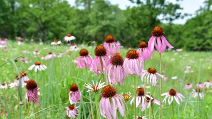 A cluster of pink flowers with drooping petals grows in a field. 