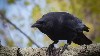 A black bird with a large bill crouches on a limb. 