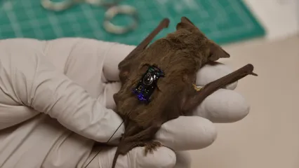 A Mexican free-tailed bat with a small transmitter on its back in a gloved hand. 