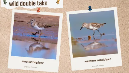 A corkboard with images of two sandpipers