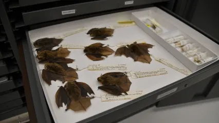A museum tray of preserved bats with attached identification tags. 