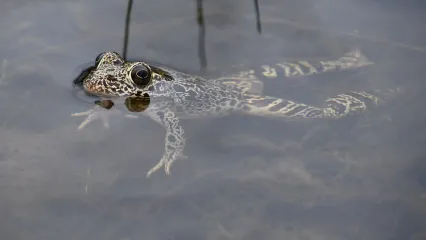 A tan frog with dark blotches floats in the water. 