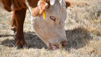 A cow with a red body and a white face eats grass. 