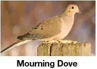 Mourning Dove ID