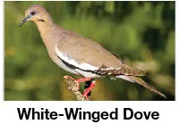 White-winged Dove ID
