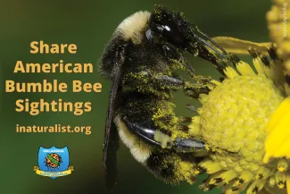 American Bumble Bee promo