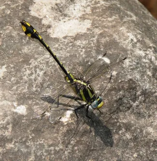 Howery's Clubtail