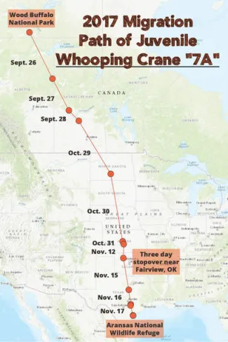 2017 migration path of juvenile whooping crane "7A"