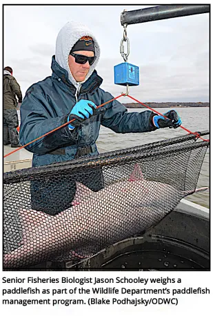 Senior fisheries biologist Jason Schooley weighs a paddlefish as part of the Wildlife Department's paddlefish management program (BLAKE PODHAJSKY/ODWC)