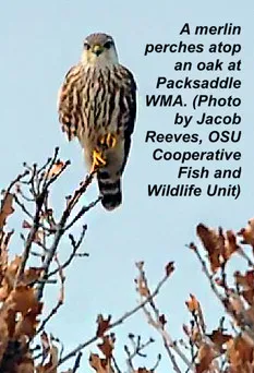 A merlin perches atop an oak at Packsaddle WMA. (photo by Jacob Reeves, OSU Cooperative Fish and Wildlife Unity)