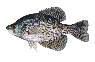 Black Crappie Sportfish ID