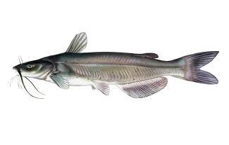 Channel Catfish Sportfish ID