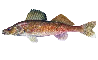 Walleye Sportfish ID