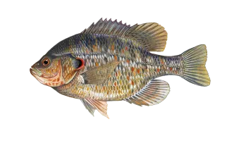 Redear Sunfish Sportfish ID