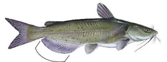Channel catfish with anal fin mark.