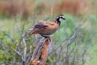Quail on a wooden post in a field.