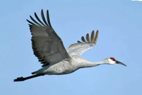 Sandhill crane in air.