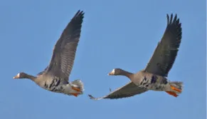 White-fronted geese flying.