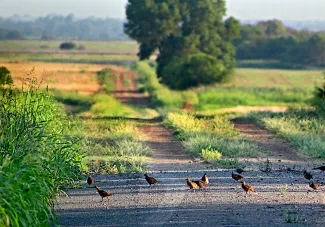 Northern bobwhites wander along a country road, photo by Tell Judkins