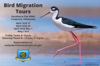 2021 Hackberry Bird Migration Tours