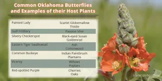 Common Oklahoma Butterflies and Examples of their Host Plants chart.