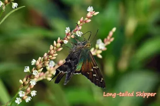 Long-tailed Skipper, photo by USDA