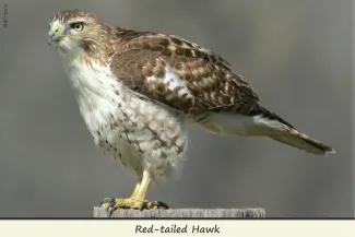 Red-tailed Hawk, photo by Bill Horn