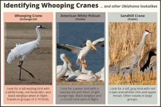 Identify Whooping Cranes ... and other Oklahoma lookalikes.