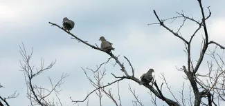 Dove in a tree.
