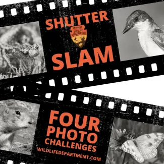 ODWC Shutter Slam - Four Photo Challenges
