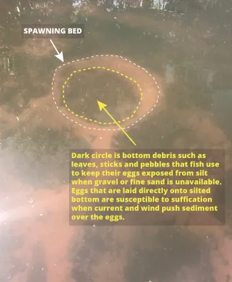 Pond management, spawning bed example showing dark circle at the bottom with debris.