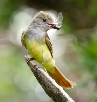 The second Oklahoma Breeding Bird Atlas gathers nesting records from selected survey blocks for many species of birds, including this great crested flycatcher bringing a cicada back to its tree cavity nest to feed a hungry brood of chicks. Photo by Dan Reinking/Sutton Center. 