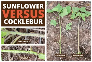 Sunflower versus Cocklebur