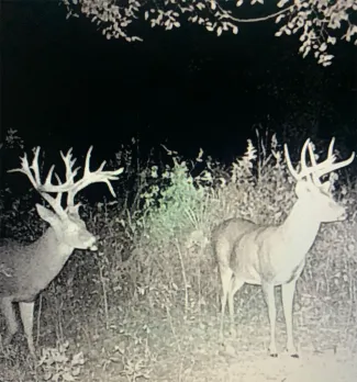 Bucks on trail camera.