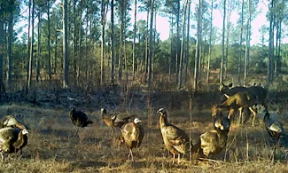 Game camera image of wild turkey and white-tailed deer at a baited research site.